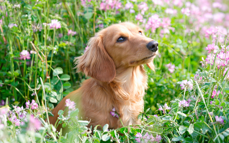 Managing Pet Allergies: How Virtual Vets Can Provide Relief and Guidance